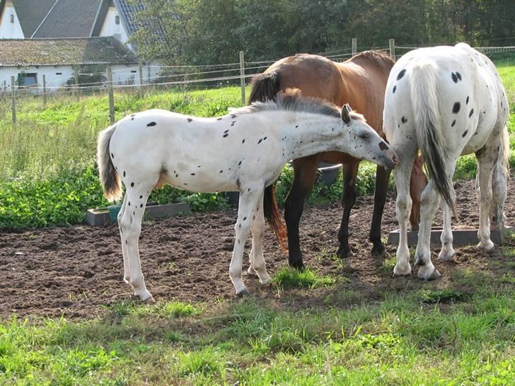 Knabstrupper Calexico af Halkærgaard solgt billede 13
