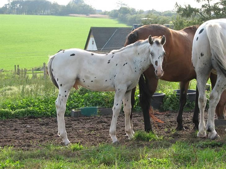 Knabstrupper Calexico af Halkærgaard solgt billede 14