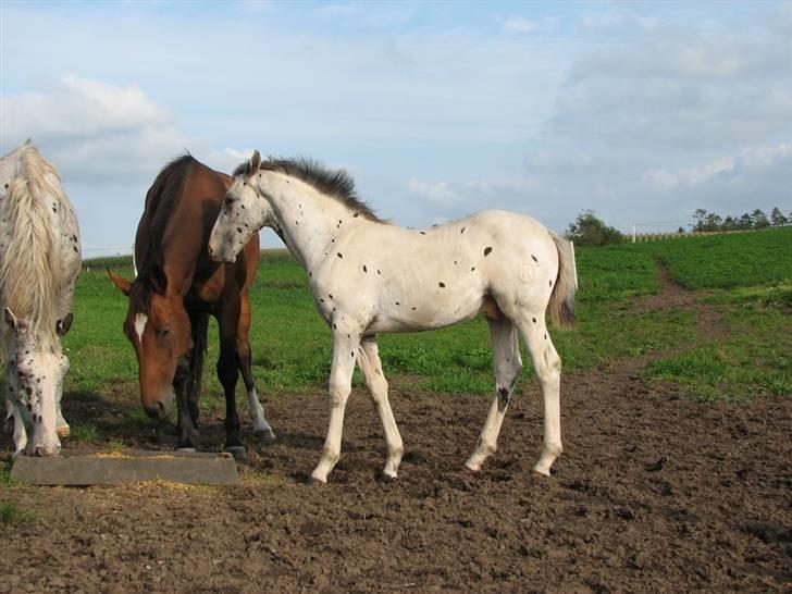Knabstrupper Calexico af Halkærgaard solgt billede 15