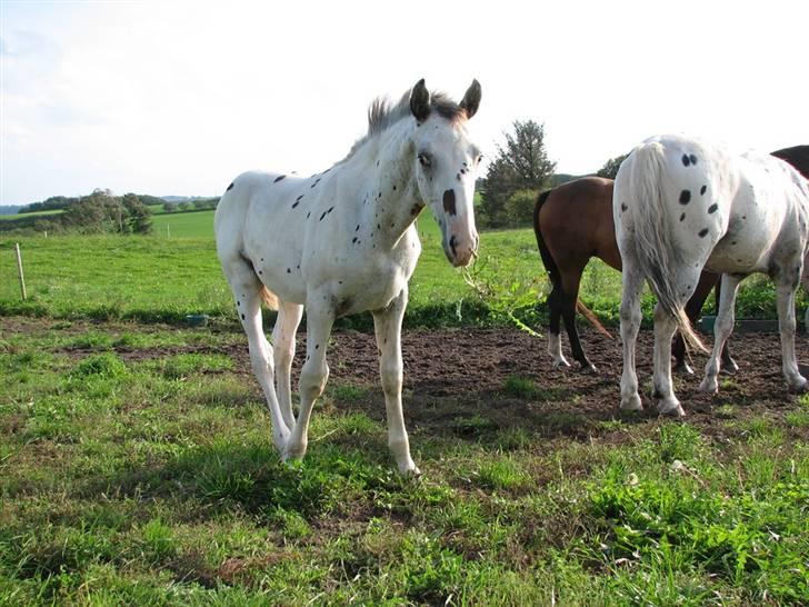 Knabstrupper Calexico af Halkærgaard solgt billede 16
