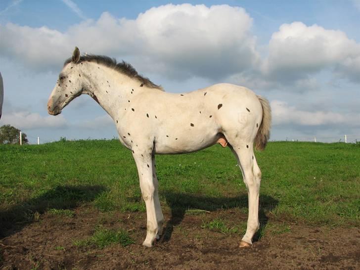 Knabstrupper Calexico af Halkærgaard solgt billede 17