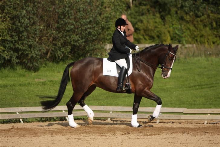 Dansk Varmblod RDH Dakina Hardsyssel - egenthedstest ikast 08 billede 14