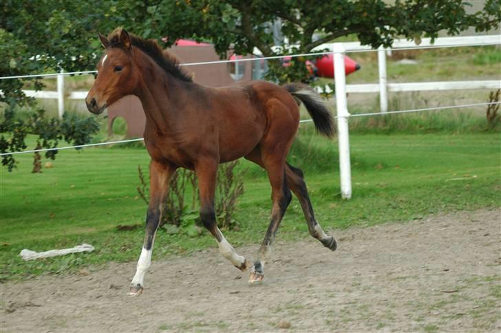 Dansk Varmblod Kastaniegården´s  Nedina  billede 19