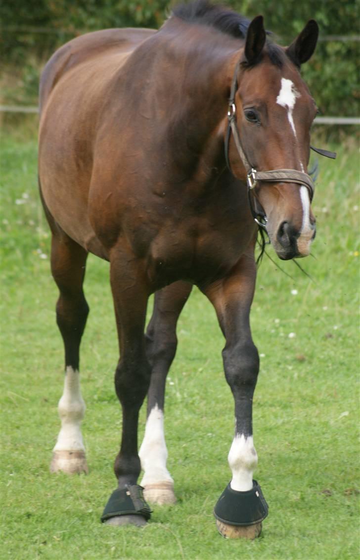 Hollandsk Varmblod Theunis *Nisse* - nissen på fold. d. 16 aug. 09 Foto: mig billede 1