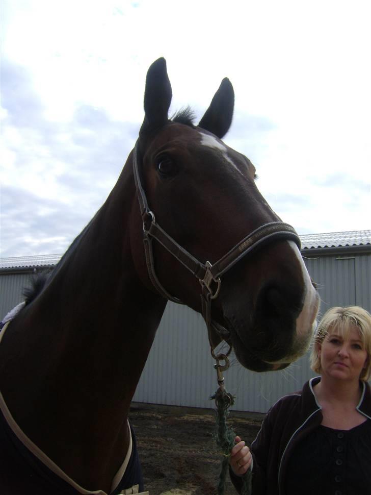 Hollandsk Varmblod Theunis *Nisse* - se..ingen pandelok! billede 2