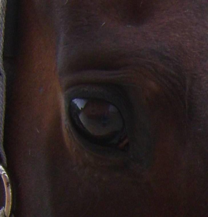 Hollandsk Varmblod Theunis *Nisse* - du er glimtet i mit øje.. billede 3