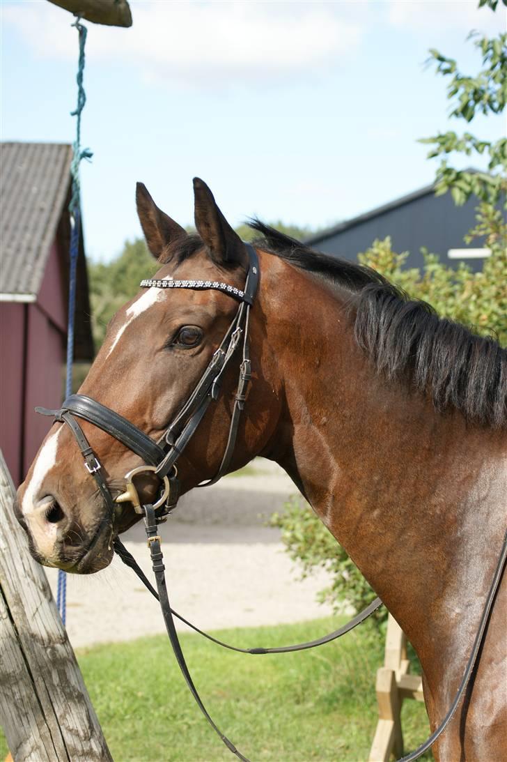 Hollandsk Varmblod Theunis *Nisse* - dejlige smukke perfekte nisse hesten!! d. 13. sep. 09 Foto: mig! billede 5