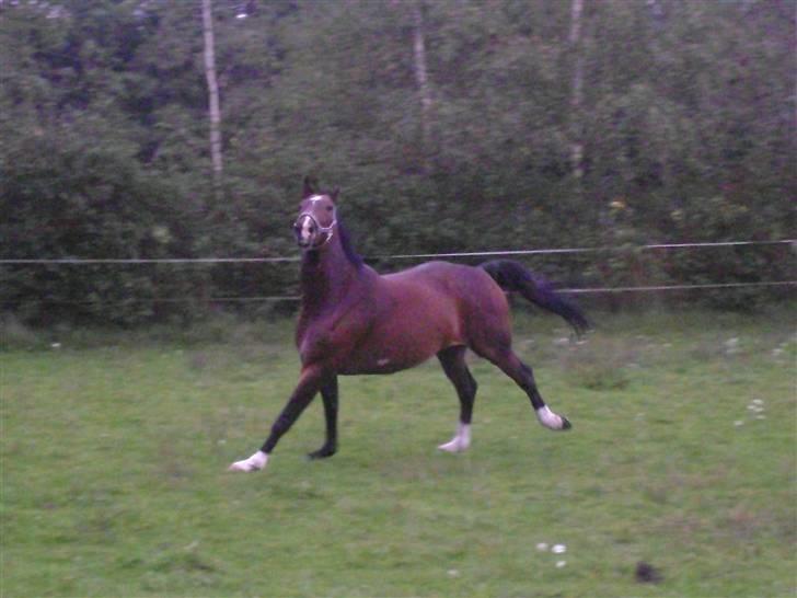 Hollandsk Varmblod Theunis *Nisse* - jihaa! billede 6