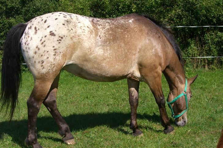 Appaloosa Inschalah billede 1