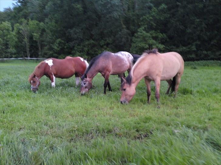 Appaloosa Inschalah billede 2