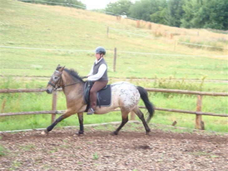 Appaloosa Inschalah billede 3