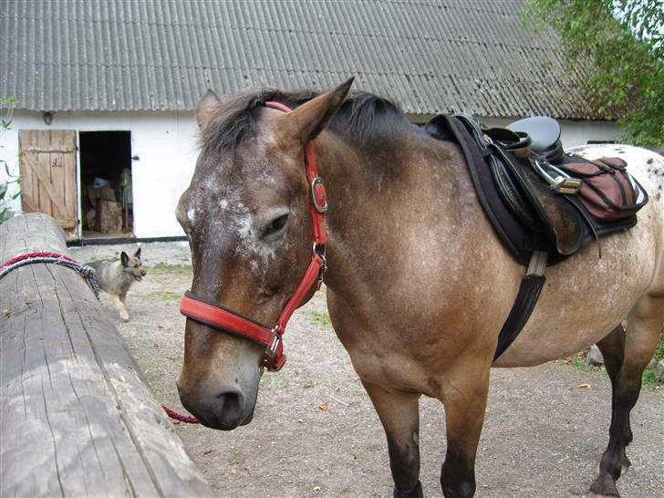 Appaloosa Inschalah billede 4