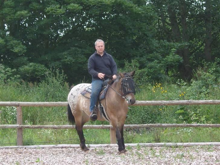 Appaloosa Inschalah billede 6