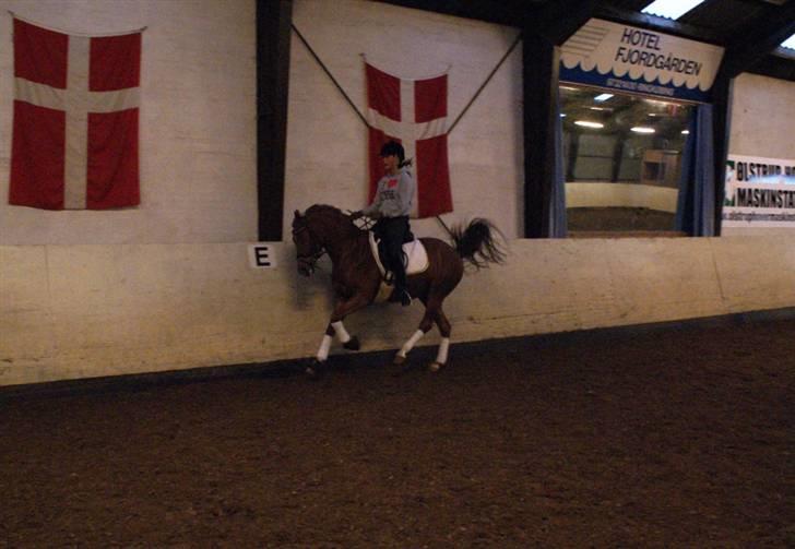 Tysk Sportspony Cardi Mac Kinney solgt :( - Træning (Fotegraf: Charlotte pedersen) billede 12