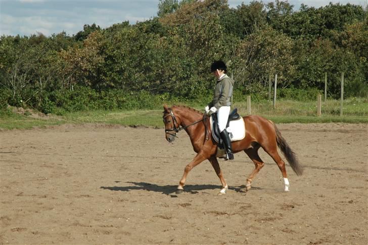 Tysk Sportspony Cardi Mac Kinney solgt :( - D-Stævne i Ringkøbing(Fotegraf: Charlotte pedersen) billede 14