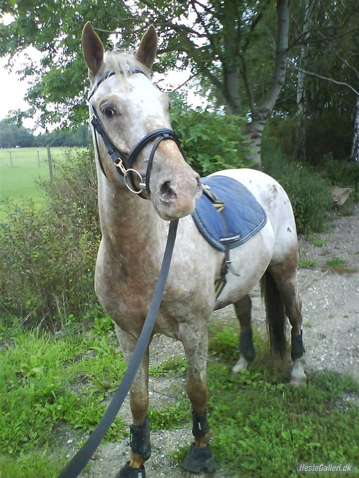 Knabstrupper Sofus(miss you) - Sofus byder velkommen tl hans profil (: (foto: Katrine olsen) billede 1