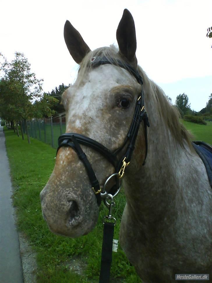 Knabstrupper Sofus(miss you) - jeg elsker dig virkelig pony<33 (foto; katrine olsen) billede 2