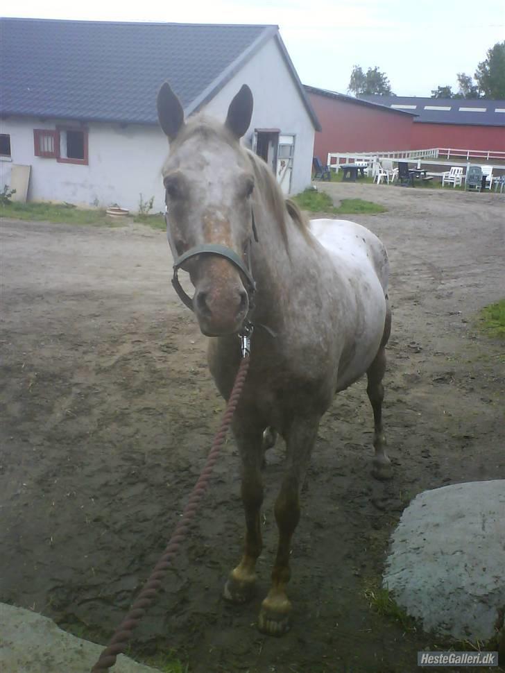 Knabstrupper Sofus(miss you) - du så dejligpruhhest (foto; katrine olsen) billede 3