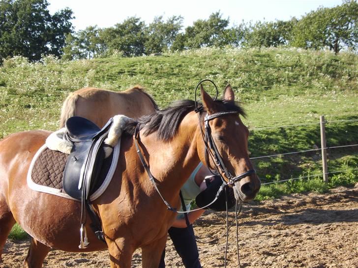 Anden særlig race Tequila R.I.P :'( <3 - enden vi skulle ride billede 4