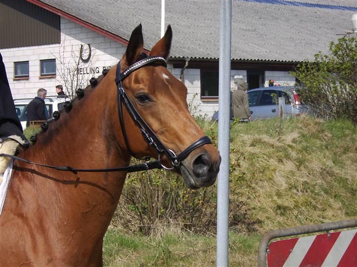 Anden særlig race Tequila R.I.P :'( <3 - første stævne på tequila billede 14
