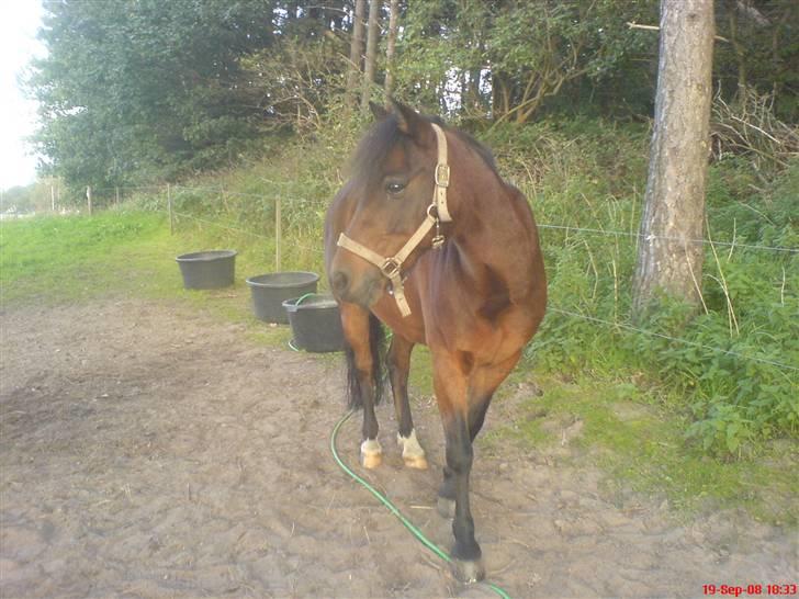 New Forest Bæklunds Mango - den lille badit står på vandslangen, og kigger den anden vej som om han ikke gjorde det med vilje!! bandit! billede 5