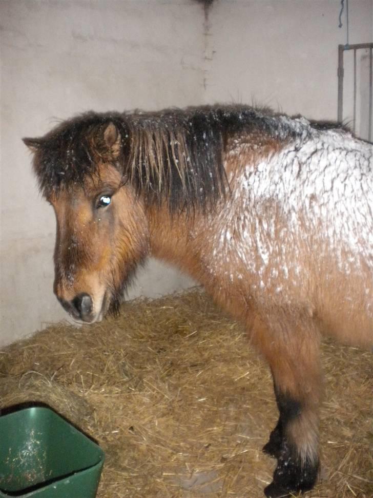 Islænder Muska frà Vallanesi <3 billede 7