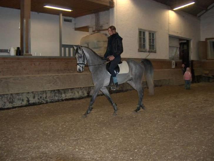 Arabisk fuldblod (OX) El. Yasoon of Tas OX billede 6