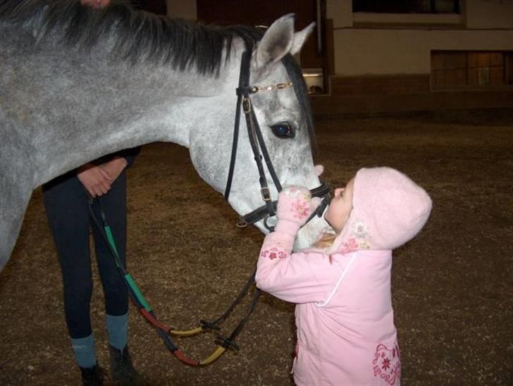 Arabisk fuldblod (OX) El. Yasoon of Tas OX billede 7