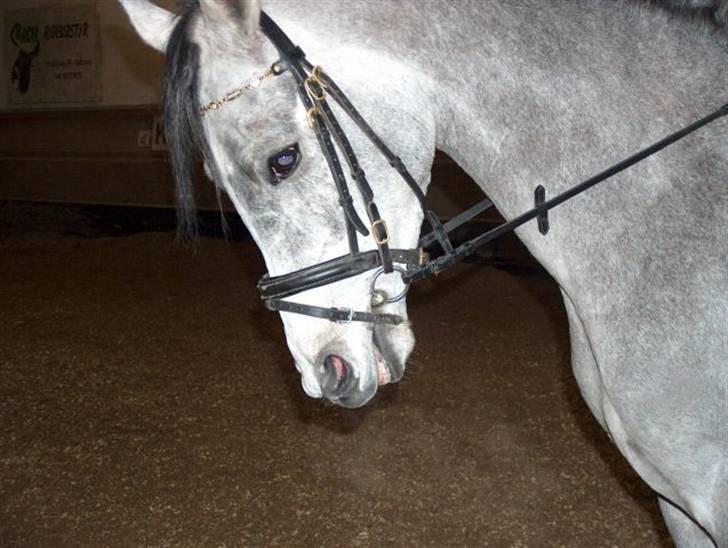 Arabisk fuldblod (OX) El. Yasoon of Tas OX billede 8