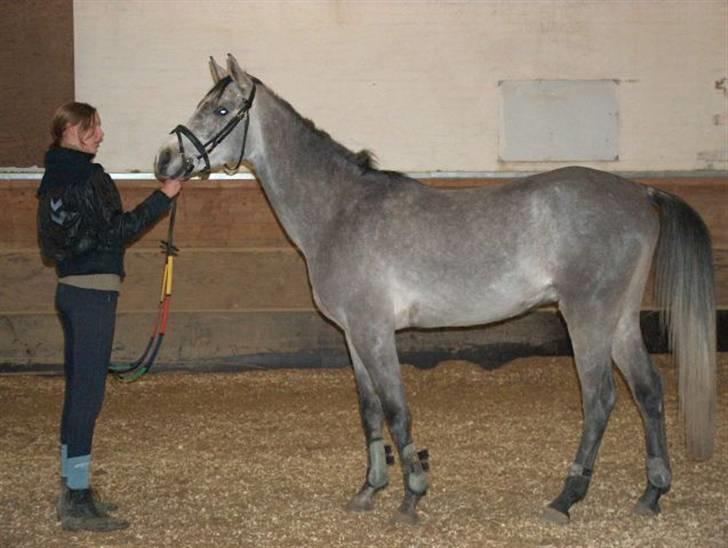 Arabisk fuldblod (OX) El. Yasoon of Tas OX billede 9