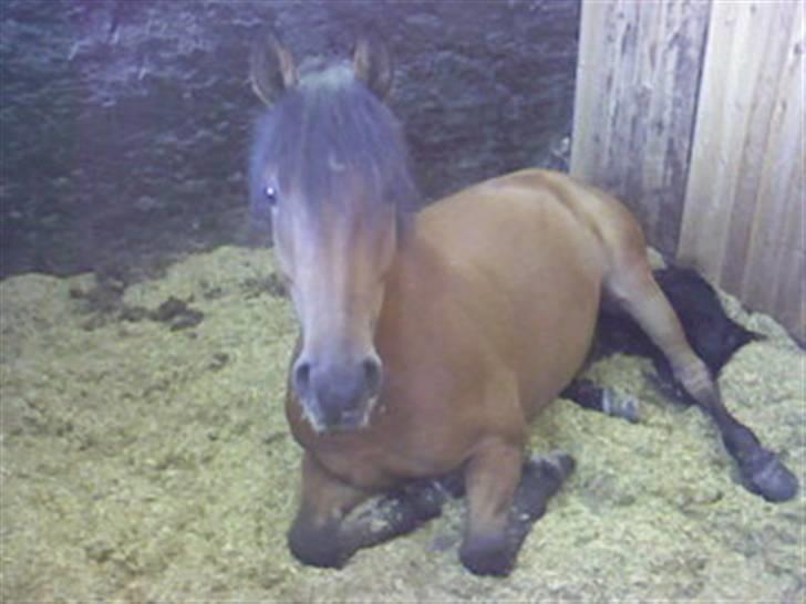 New Forest Vognmandsgårdens Valentin - hvor er han skøn<3 billede 3