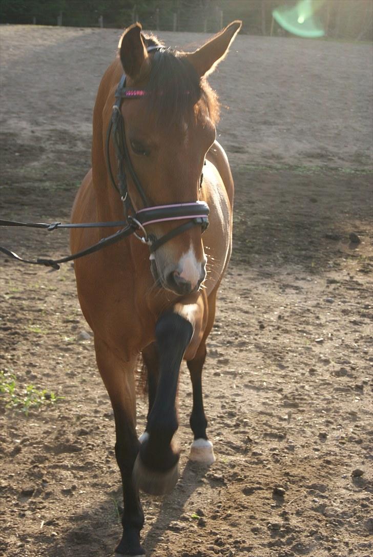 DSP Asprilla billede 2