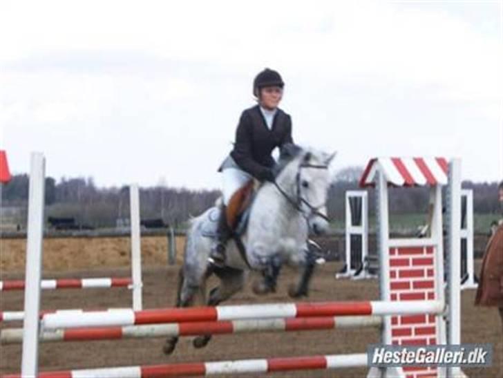 Hollandsk Sportspony Rainy Lake billede 15