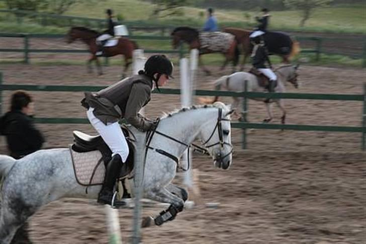 Hollandsk Sportspony Rainy Lake billede 16