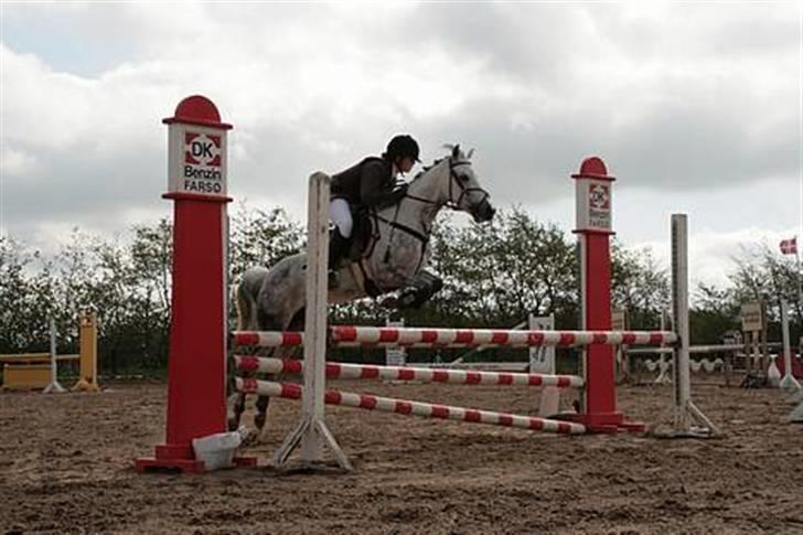 Hollandsk Sportspony Rainy Lake billede 17