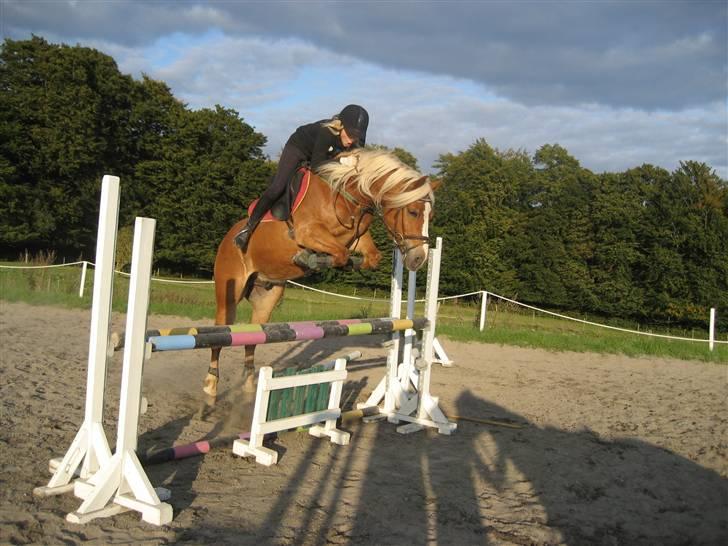 Haflinger Dreams Archi - han er den bedste ! <3  undskyld mine ben xD ,men det er llidt svært at springe i en dressur sadel når hest hopper lidt sjovt ! xD  Nr.7 billede 7