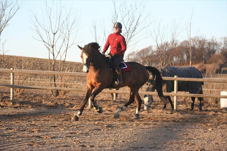 Dansk Varmblod Quentel Lindell - 6. marts 2011 billede 18