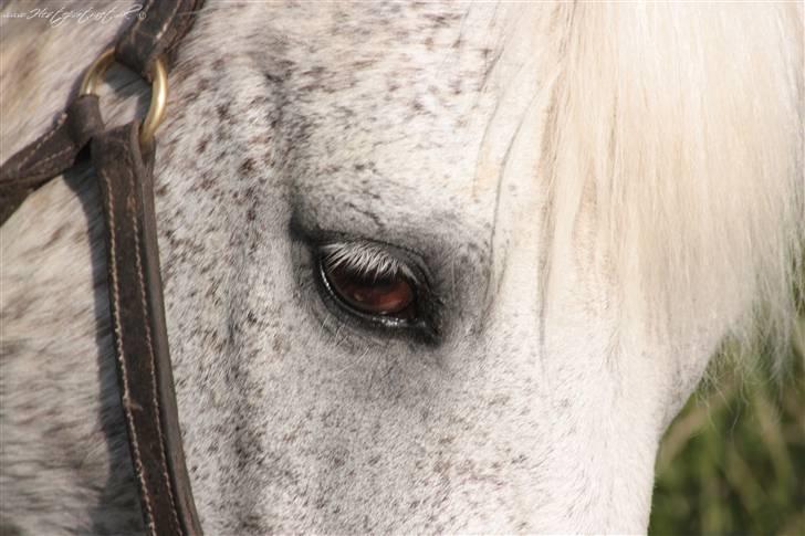 Anden særlig race † Fillur † *Alting* <3 - Fillur, den bedste pony man kunne ønske sig, du var den jeg kaldte MIIN pony, den jeg var stolt af, den alle forelskede sig i. du var det hele. Tak for oplevelserne med dig, de vil aldrig blive glemt. Billedet er taget din sidste dag, på denne jord < billede 2