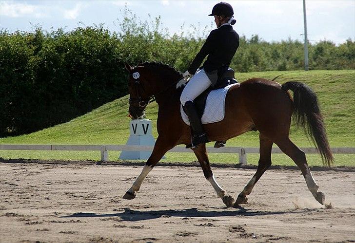 Anden særlig race sartor's robbin *b-pony* - robbin og jeg i PRI til SJM:) foto: kristine Ulsø Olsen:) billede 4
