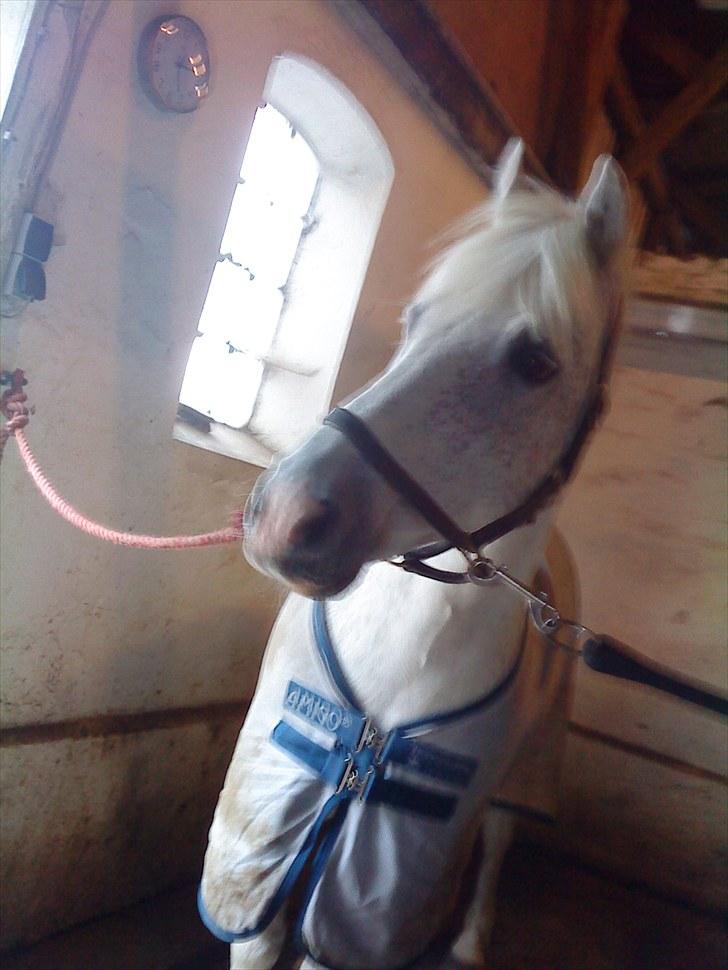 Anden særlig race † Fillur † *Alting* <3 - Min smukke hvide pony. Tiden hvor du var syg, du var så SYG! Men havde stadig overskud til at være smuk og glad:')  billede 3