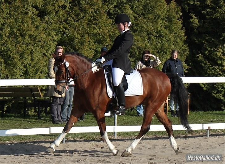 Anden særlig race sartor's robbin *b-pony* - trav til c-stævne i PRI 65,53% foto: Josefine Ibsen:) billede 5