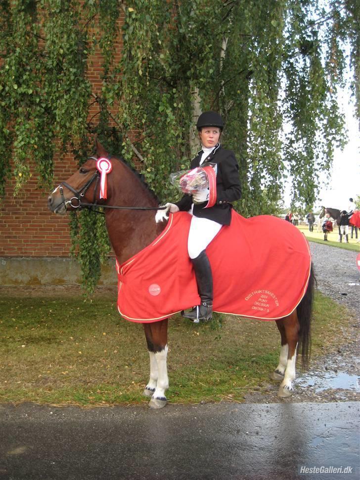 Anden særlig race sartor's robbin *b-pony* - distriktmester distrikt 5 pony dressur 2009:) vores 2. la4 og vi red til gennemsnit på 64,?:D foto: mor billede 7