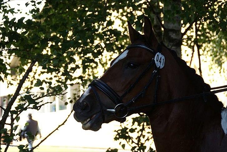 Anden særlig race sartor's robbin *b-pony* - robbin til stævne:D foto: Kristine Ulsø Olsen billede 9