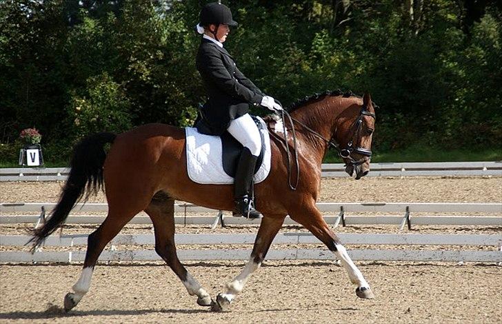 Anden særlig race sartor's robbin *b-pony* - DM hold PRT 66,67% foto: Kristine Ulsø Olsen billede 13