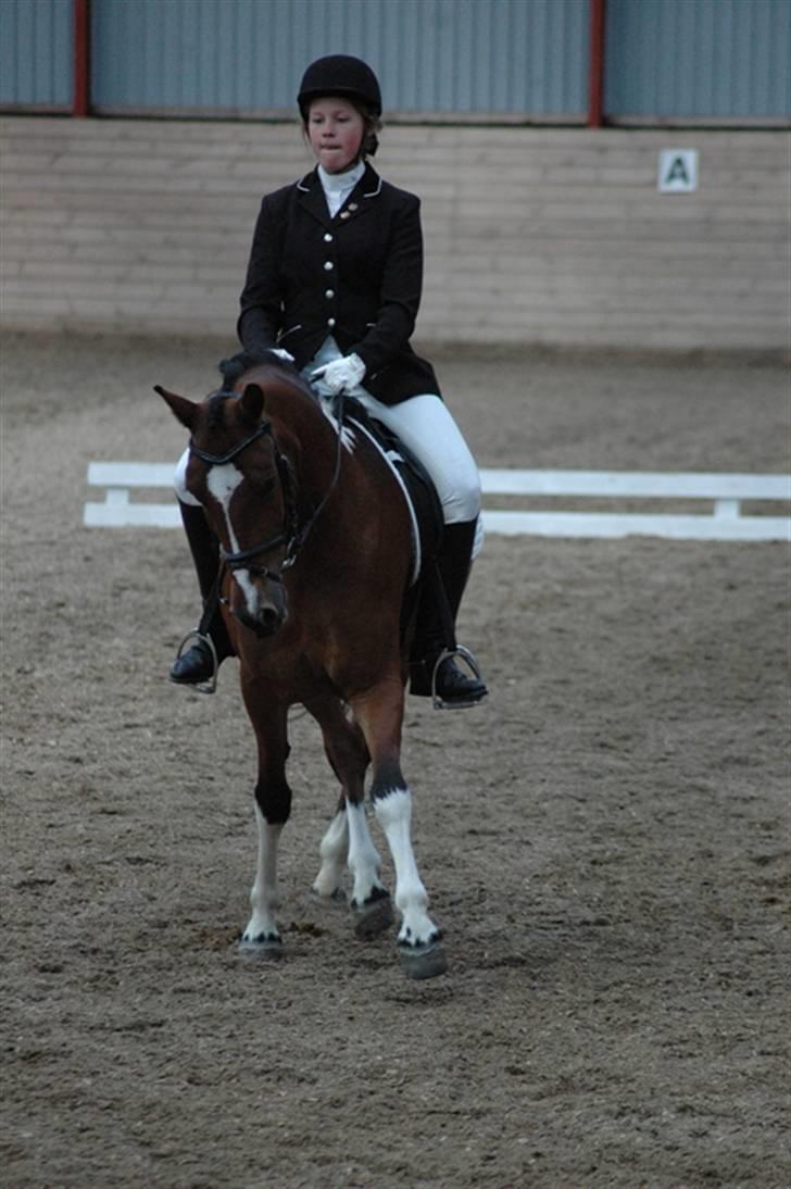 Anden særlig race sartor's robbin *b-pony* - shenkelvigning:) til stævne i MARK foto: en mand der tog billeder ved stævnet:P  billede 14