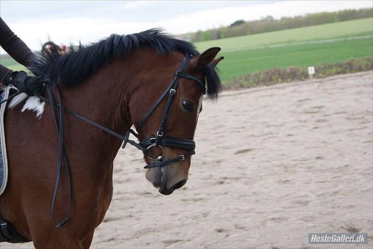 Anden særlig race sartor's robbin *b-pony* - robbin til undervisning:) foto: Kristine Ulsø Olsen billede 15