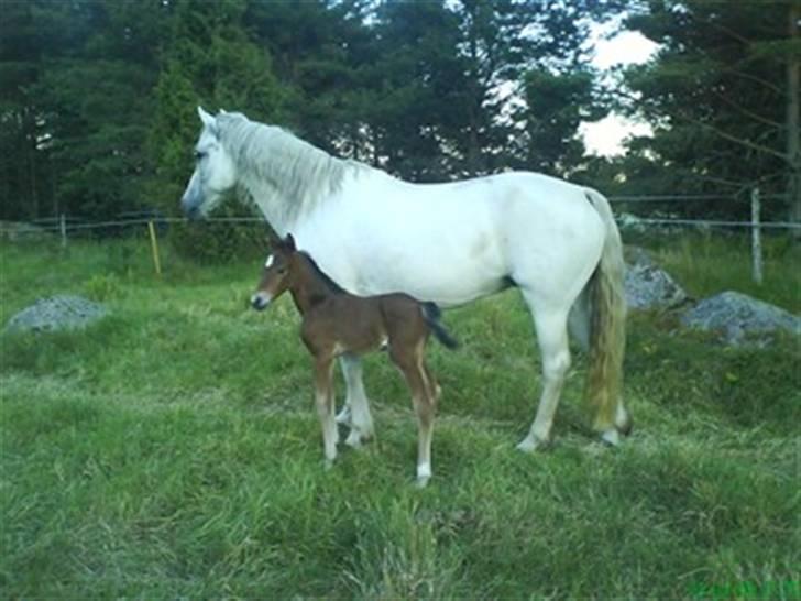 Connemara Skousboe Honey *solgt* - Honey og hendes hingsteføl Star Quality billede 14