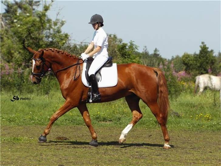 Dansk Varmblod Wald Staff billede 5