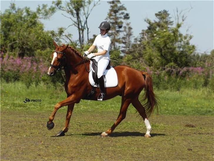 Dansk Varmblod Wald Staff billede 6