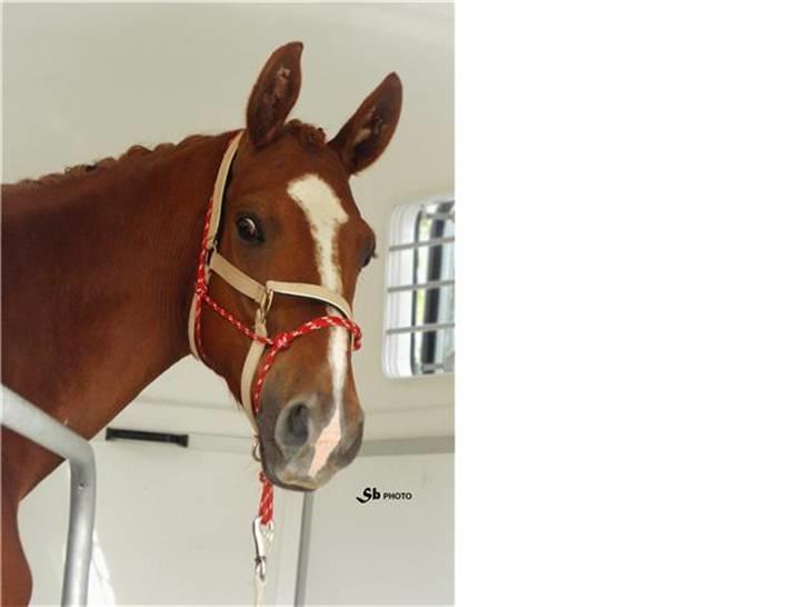 Dansk Varmblod Wald Staff billede 7